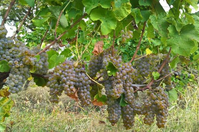 Domaine des terrisses