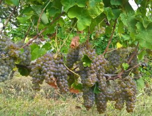 Domaine des terrisses